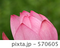 ハスの花弁