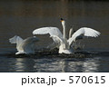 多々良沼の白鳥
