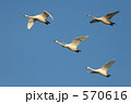 多々良沼の白鳥