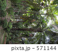 熱帯植物とジャングル