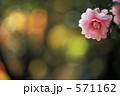 ツバキ