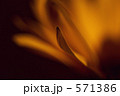Dimorphotheca