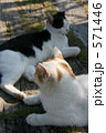 2匹の猫