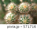 さぼてん