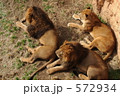 多摩動物園のライオン