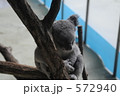 多摩動物園のコアラ