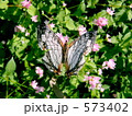 イシガケチョウ