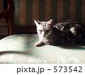 アメショーのひなたぼっこ