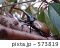 ヘラクレス・ヘラクレス
