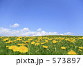 たんぽぽ原っぱ