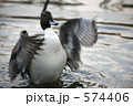 羽ばたく水鳥