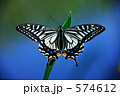 アゲハチョウ