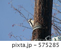 電柱に止まるアカゲラ