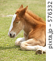 子馬１