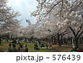 万博公園の桜