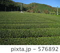 広がる茶畑