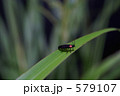 草むらの蛍