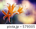彼岸花幻想