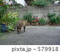 立ち去る猫