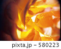 花弁の隙間からおしべがのぞく