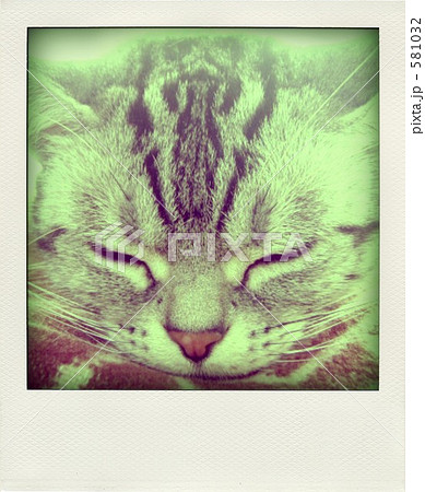 「ポラねこ1」の写真素材
