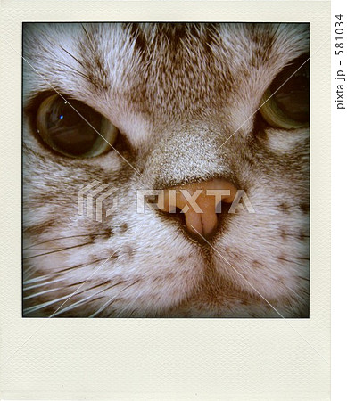 「ねこポラ2」の写真素材 「ねこポラ2」の写真素材