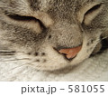 くーくーねこ