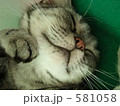 ハッピーねこ