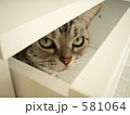 みてみてねこ