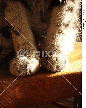 ねこあし