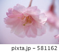 桜　マクロ