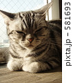 うたたねこ