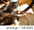 いごこちねこ