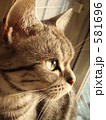 ゆうがたねこ