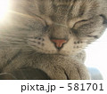 あったかねこ