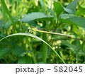 キイトトンボ（雌）