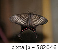 アゲハモドキ