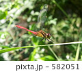 マユタテアカネ