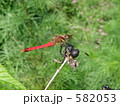 ナツアカネ
