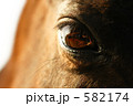 馬の優しい瞳