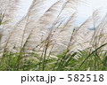 石垣島のサトウキビ畑