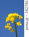 菜の花と青空