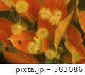583086