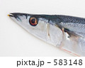 サンマ