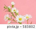 シロクジャク草の花