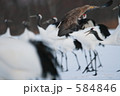 オジロワシとタンチョウ