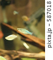 587018