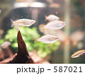 587021