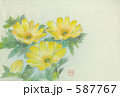 福寿草