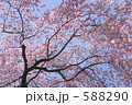 弘前城の桜